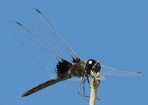 Marl Pennant &ndash; Macrodiplax balteata
